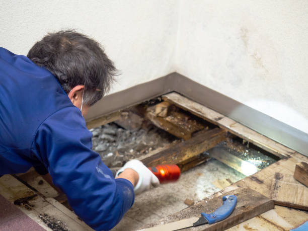 Best Attic Mold Remediation in Heathcote, NJ