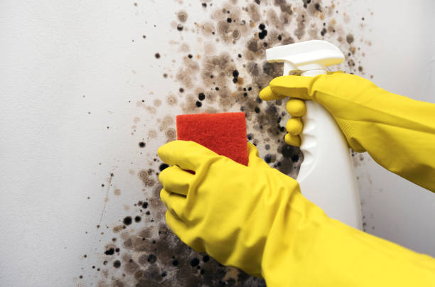 Best Bathroom Mold Remediation in Heathcote, NJ