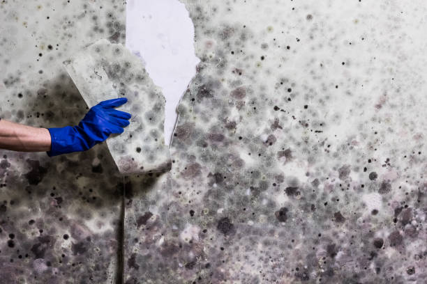 Best Preventive Mold Services in Heathcote, NJ