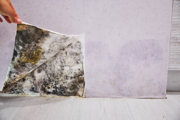 Best Mold Remediation for Schools in Heathcote, NJ